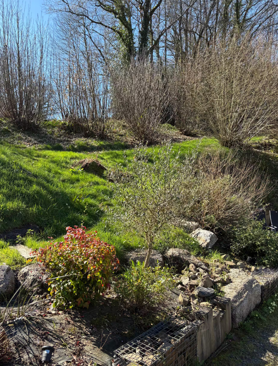 Jardin verdoyant avec arbres, rocaille et massifs